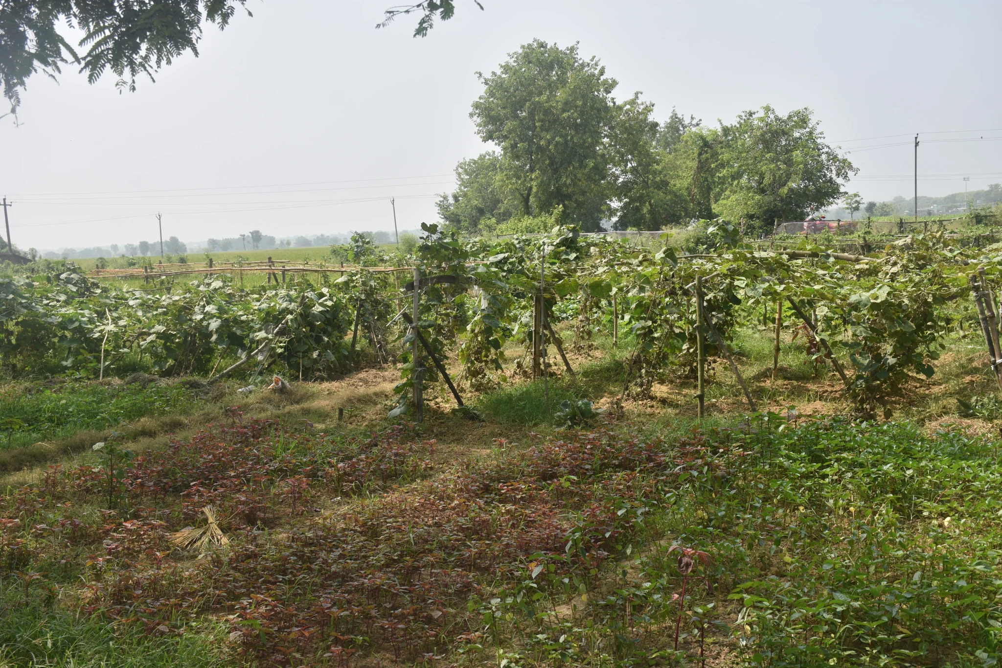 Custom Hiring Centers (CHCs)/Seed Banks/Fodder Banks/ Vermicomposting Units/Mushroom cultivation/Nursery Raising/Value Addition and Processing Units/Any other successful women-managed enterprises) - Image 5